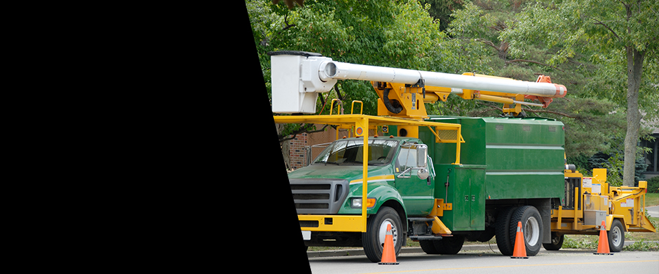 Certified Tree Service Pros